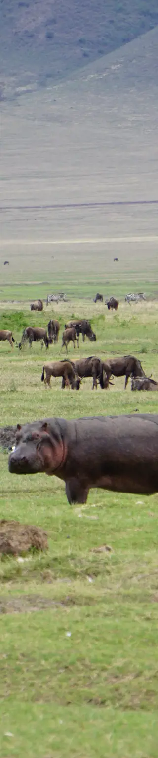 Im Ngorongoro Krater - auf Tuchfühlung mit der afrikanischen Tierwelt